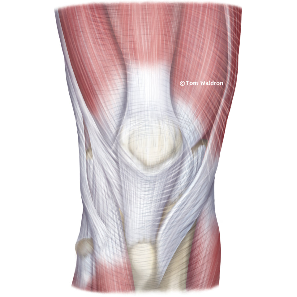 The Aligned Knee: Building Strength, Resilience, and Function