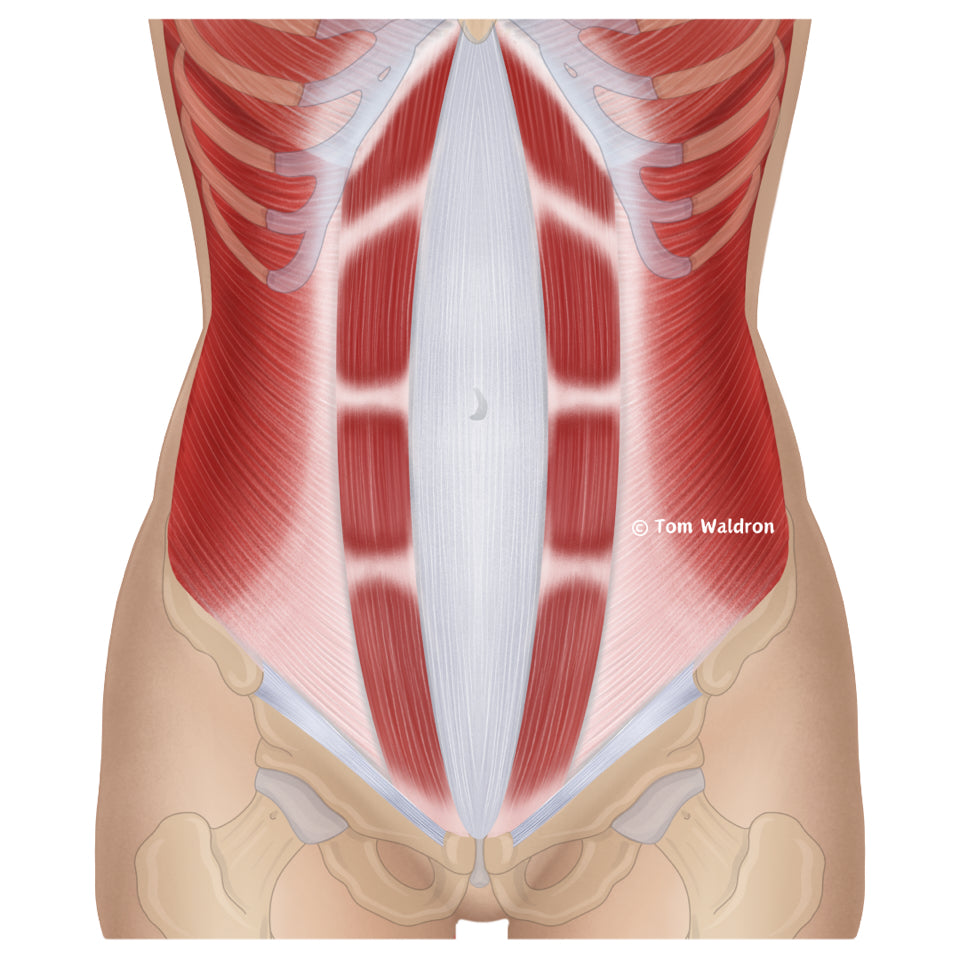 Core Connections: Diastasis Recti and the Pelvic–Lower Back Fascia