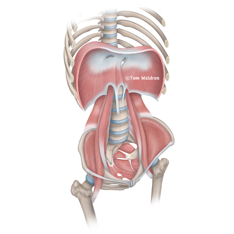 The Spinal Floor: Finding Support Through Alignment
